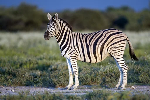 Common Zebra — featured animal