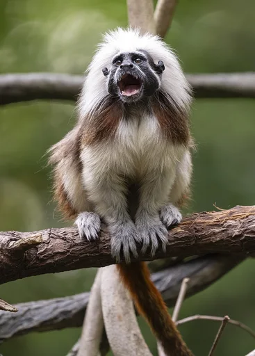 Tamarins at Utica Zoo