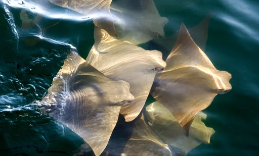 Cownose Ray — featured animal