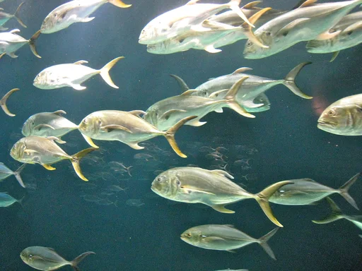 Crevalle Jack — featured animal