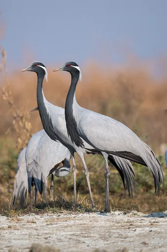 Demoiselle Crane — featured animal