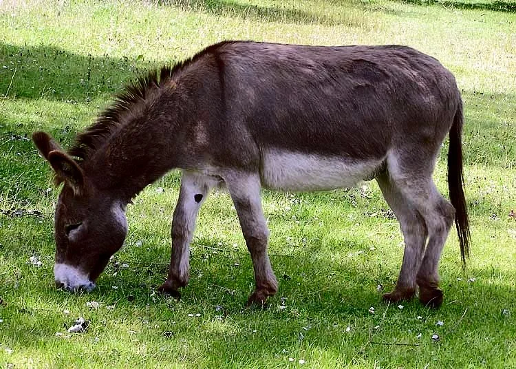 Domestic Donkey