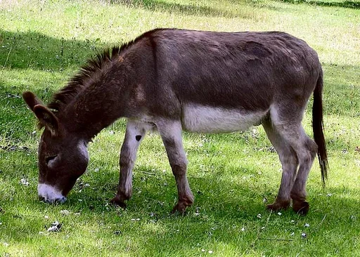 Domestic Donkey — featured animal