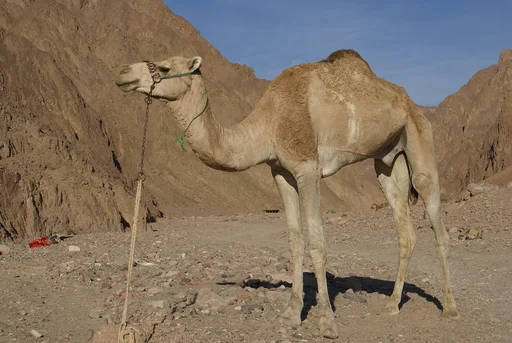 Dromedary Camel — featured animal