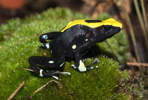 Dyeing Dart Frog — featured animal