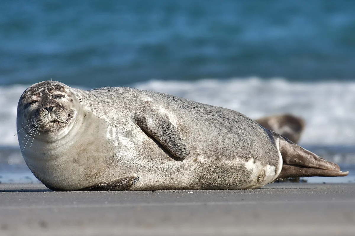 Eastern Atlantic Harbour Seal