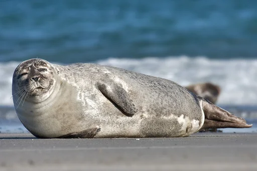 Eastern Atlantic Harbour Seal — featured animal