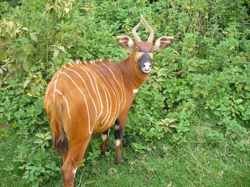 Eastern Bongo — featured animal