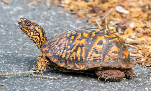 Eastern Box Turtle — featured animal