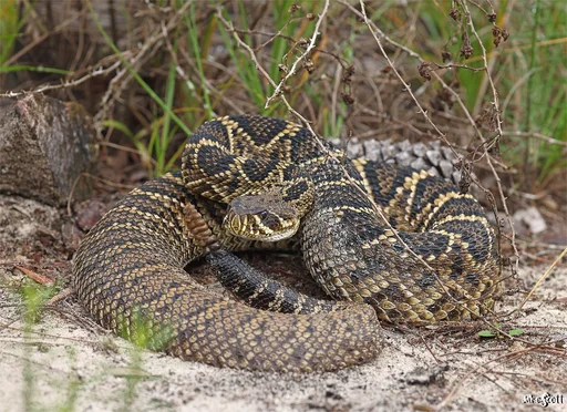 Eastern Diamondback Rattlesnake — featured animal