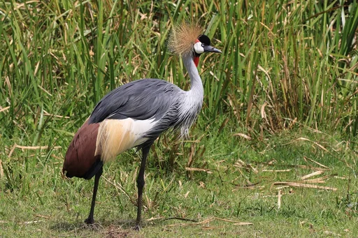 Eastern Grey Crowned Crane — featured animal