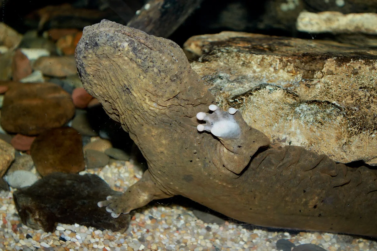 Eastern Hellbender