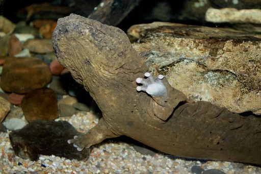 Eastern Hellbender — featured animal