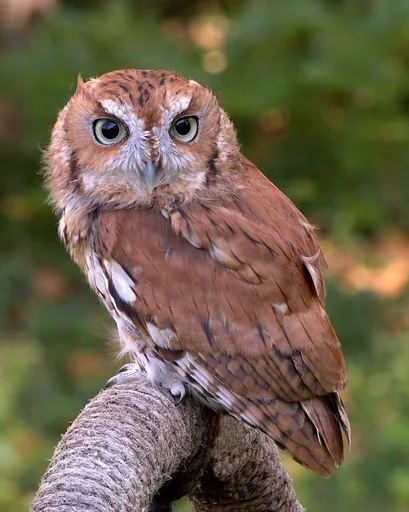 Eastern Screech Owl — featured animal