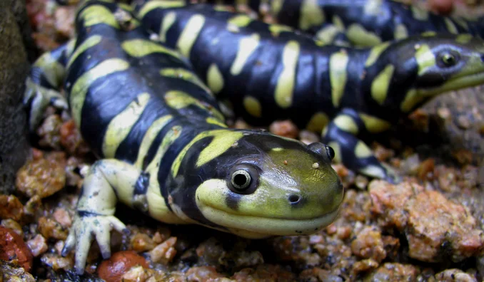 Eastern Tiger Salamander
