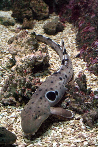 Sharks at Birch Aquarium