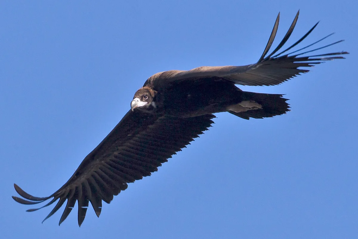 Eurasian Black Vulture