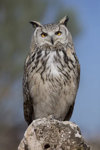 Eurasian Eagle-Owl — featured animal