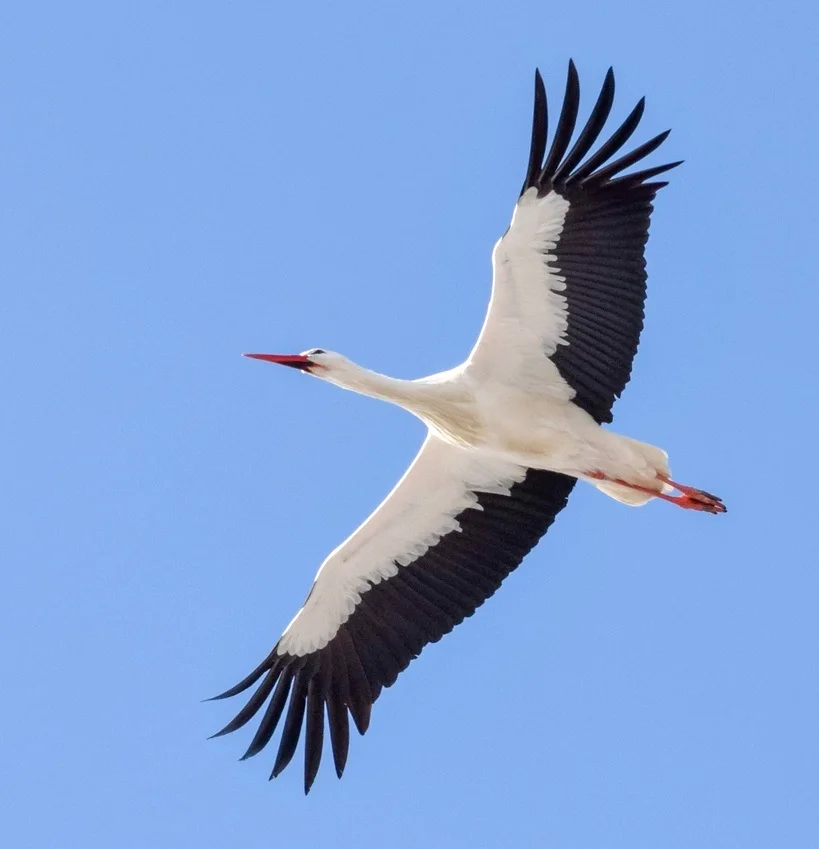 European White Stork