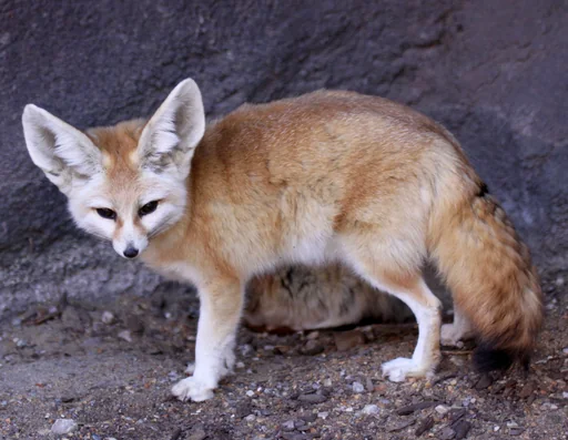 Fennec Fox — featured animal