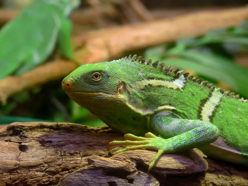 Fiji Short-Crested Iguana — featured animal