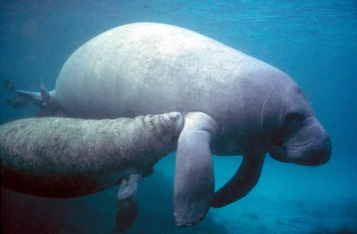 Florida Manatee — featured animal