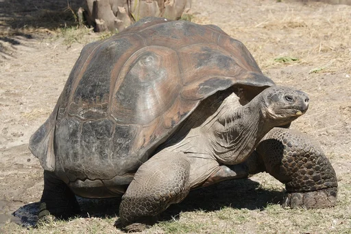 Galapagos Giant Tortoise — featured animal