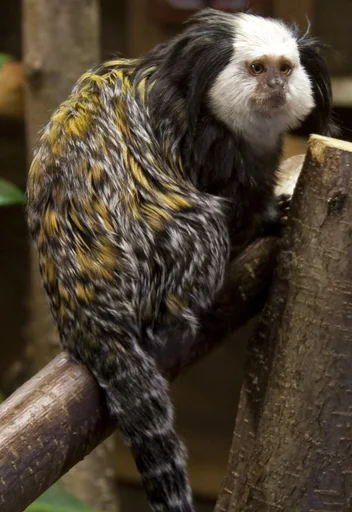 Geoffroy's Tufted-Ear Marmoset — featured animal