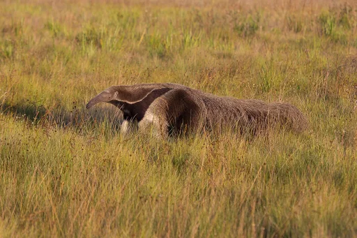 Giant Anteater — featured animal