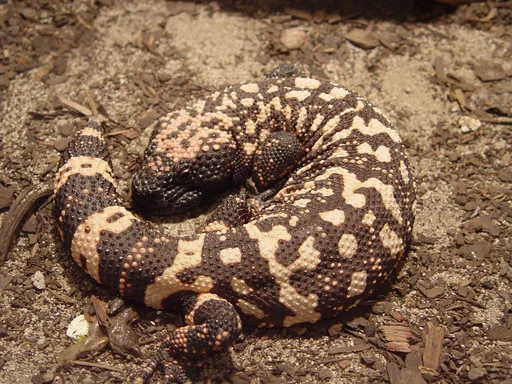 Gila Monster — featured animal