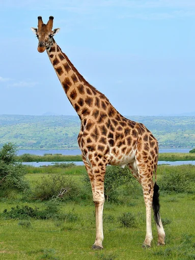 Giraffe