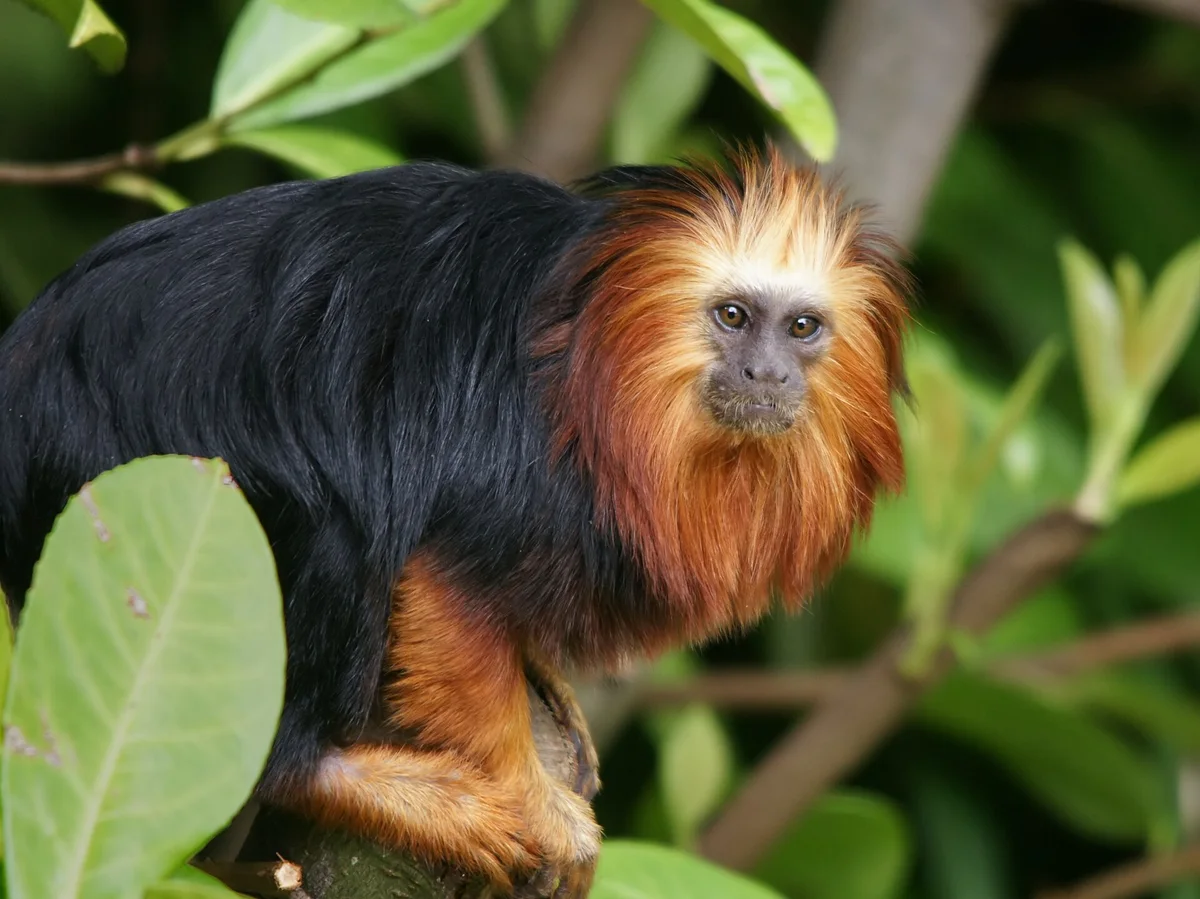 Golden-Headed Lion Tamarin