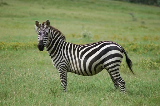 Zebras at B Bryan Preserve