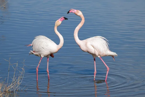 Flamingos at Oregon Zoo