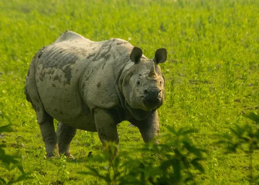 Greater One-Horned Rhinoceros