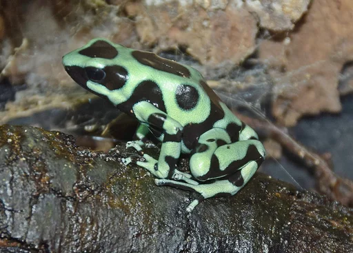 Green and Black Poison Dart Frog — featured animal