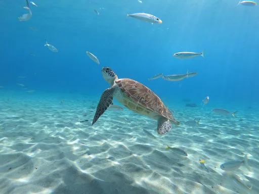 Green Turtle