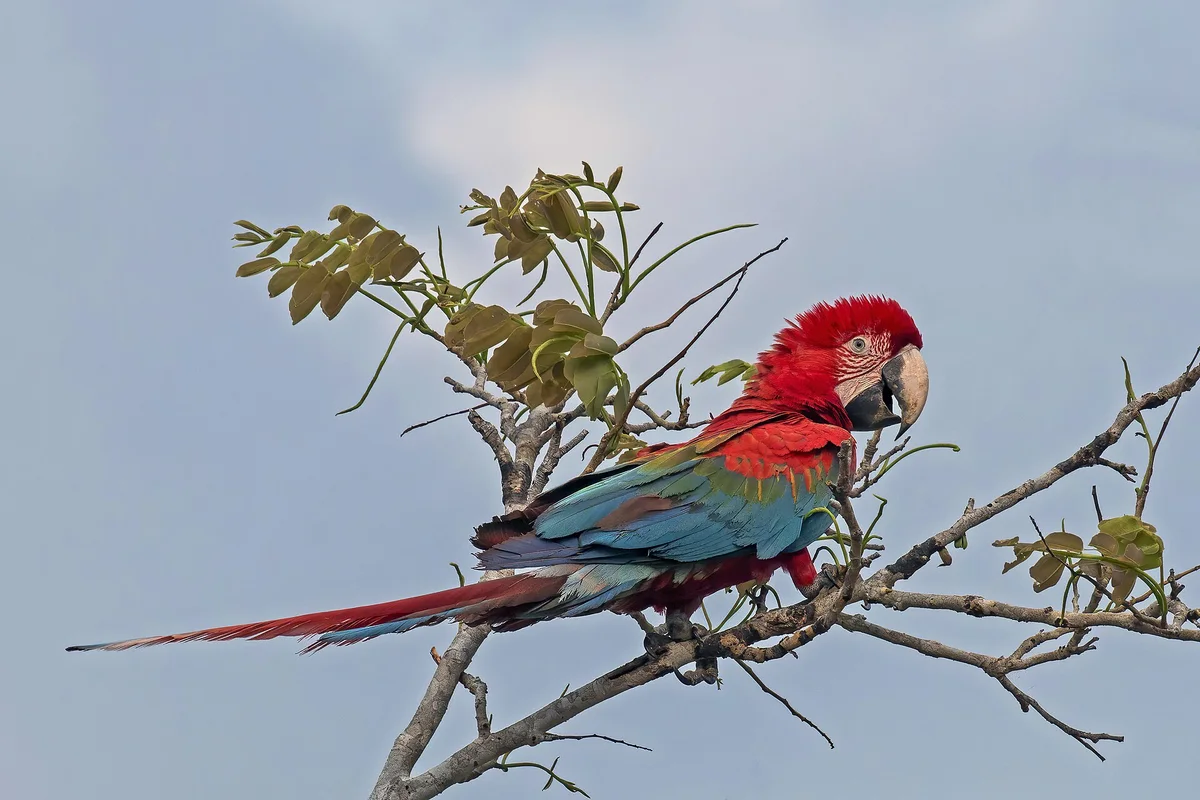 Green-Winged Macaw
