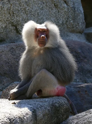 Hamadryas Baboon — featured animal