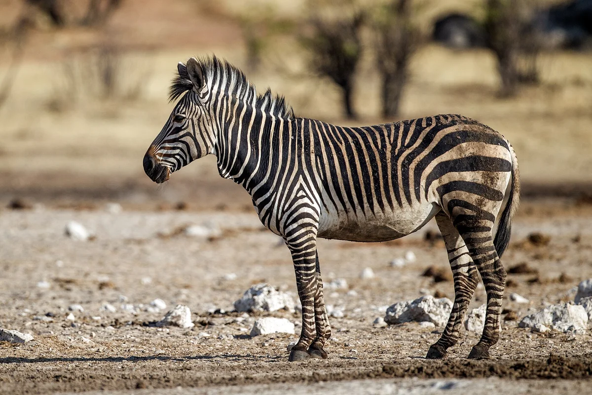Hartmann's Mountain Zebra