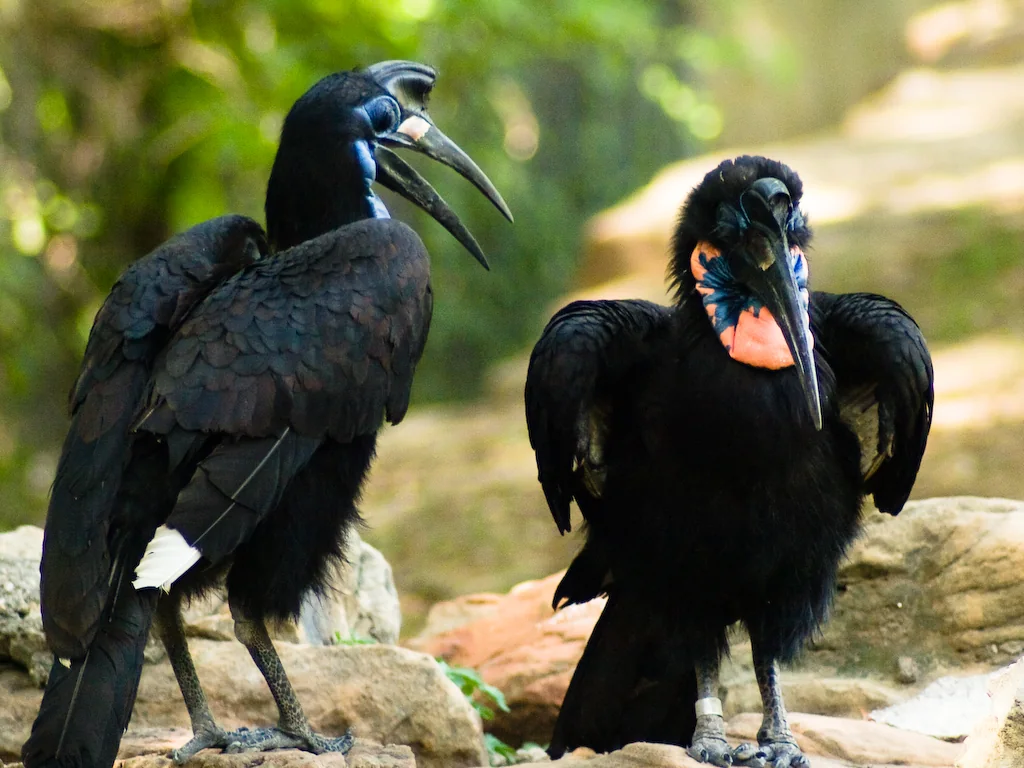 Abyssinian Ground Hornbill