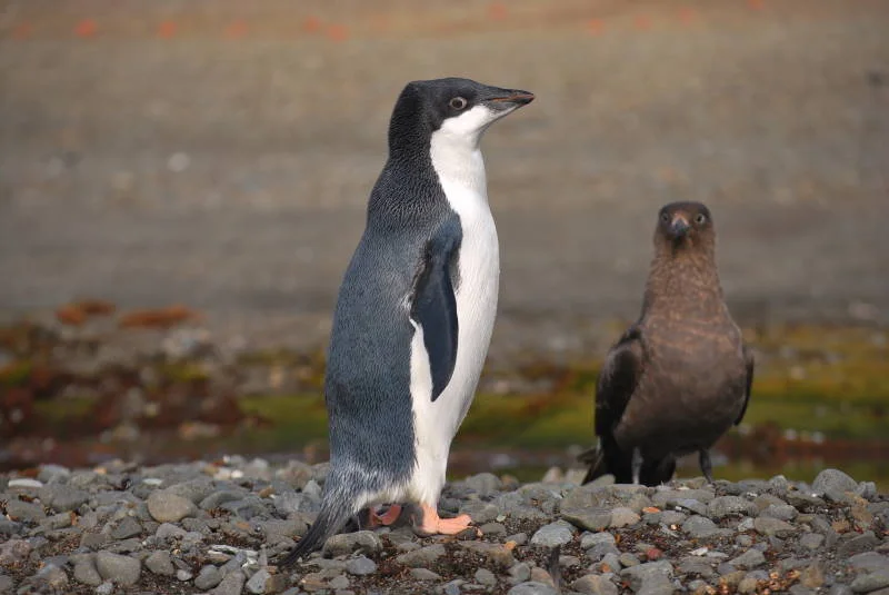 Adelie Penguin