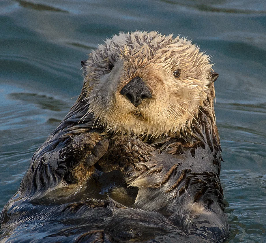 Alaskan Sea Otter