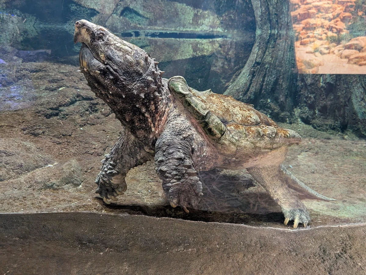 Alligator Snapping Turtle