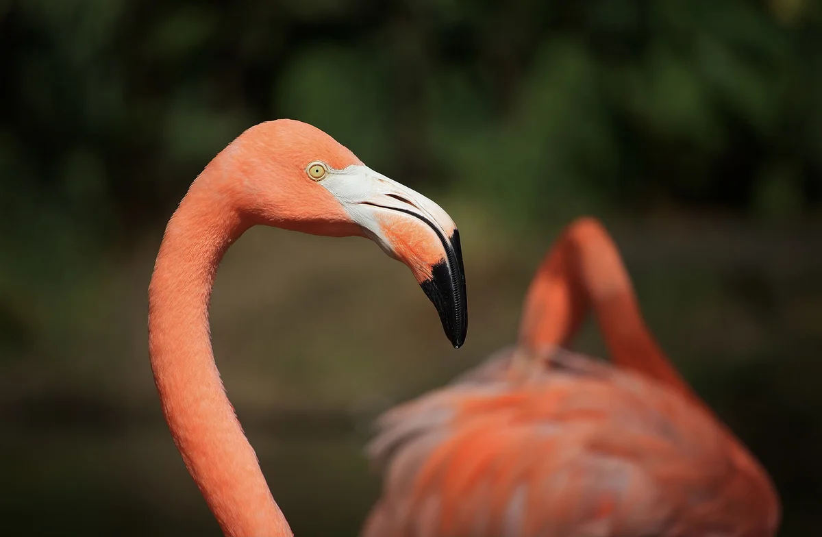 American Flamingo