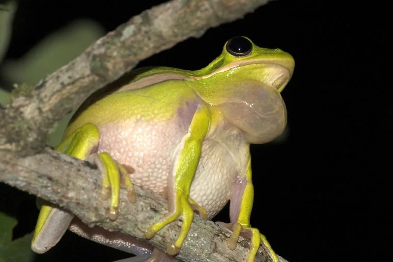 American Green Tree Frog