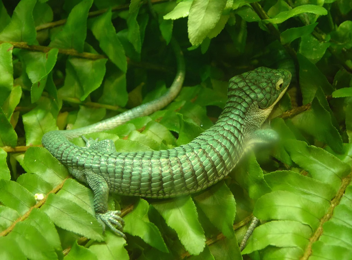 Arboreal Alligator Lizard