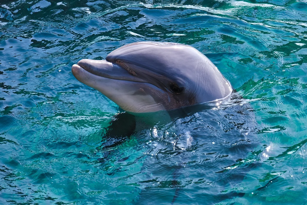 Atlantic Bottlenose Dolphin