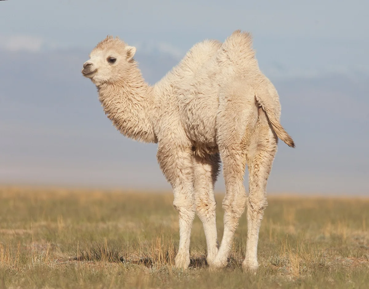 Bactrian Camel