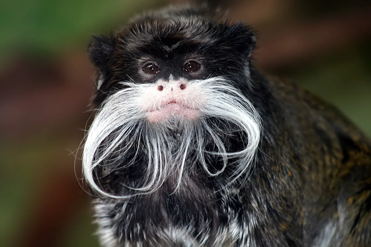 Bearded Emperor Tamarin